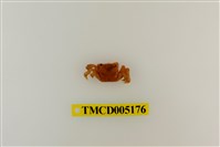 藏品(字紋弓蟹)的圖片